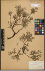 Foto von Salix repens L.